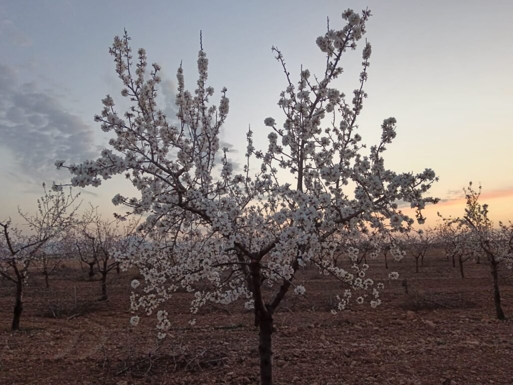 WhatsApp Image 2025-03-18 at 20.33.50 (1) poda de almendros murcia