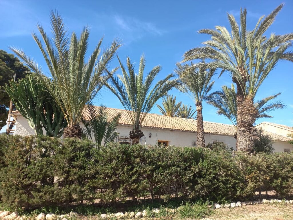 poda de palmeras en murcia