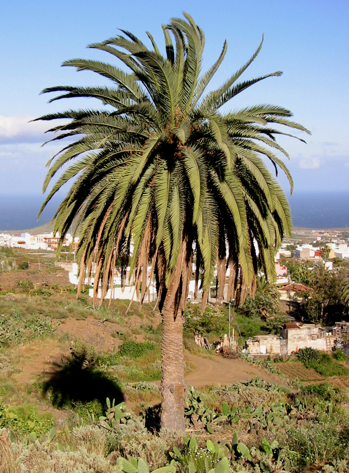 poda de palmeras murcia